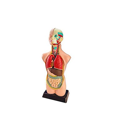 Juego miniland anatomia humana 11 piezas 50 cm